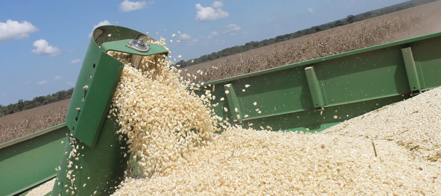 Farmers welcome maize producer price