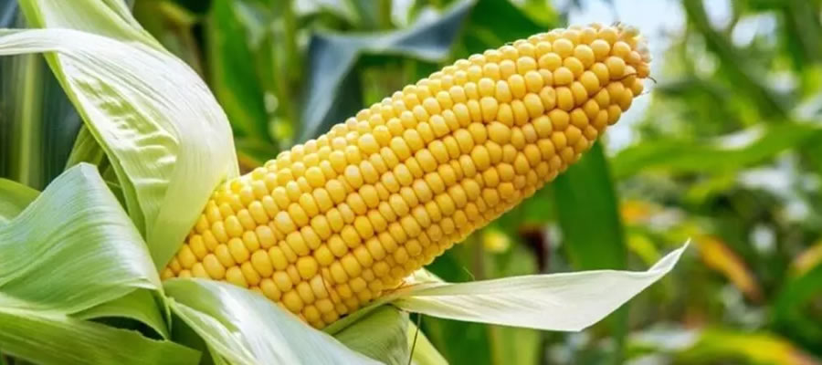 Pleasant surprise for maize farmers