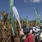 farmers-attending-a-pfumvudza-field-day-in-chiendambuya-recently 2