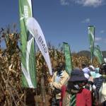 farmers-attending-a-pfumvudza-field-day-in-chiendambuya-recently 3